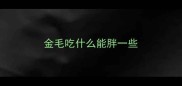 金毛吃什么能胖一些