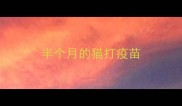 半个月的猫打疫苗