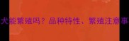 鸳鸯眼边境牧羊犬能繁殖吗品种特性繁殖注意事项及饲养指南全