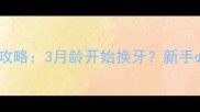 博美犬换牙期全攻略3月龄开始换牙新手必看的护理指南