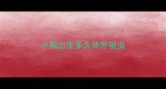 小狗出生多久体外驱虫