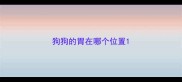 狗狗的胃在哪个位置