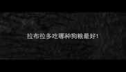 拉布拉多吃哪种狗粮最好