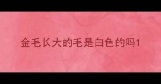 金毛长大的毛是白色的吗