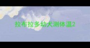 拉布拉多幼犬测体温