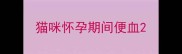 猫咪怀孕期间便血