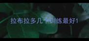 拉布拉多几个训练最好