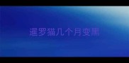 暹罗猫几个月变黑