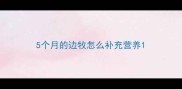 5个月的边牧怎么补充营养