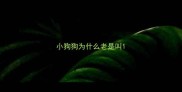 小狗狗为什么老是叫