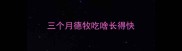 三个月德牧吃啥长得快