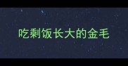 吃剩饭长大的金毛