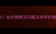 雪纳瑞嘴变白怎么办幼犬期常见问题及科学护理指南附急救小贴士