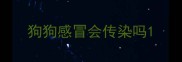 狗狗感冒会传染吗