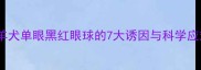 边境牧羊犬单眼黑红眼球的7大诱因与科学应对指南