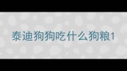泰迪狗狗吃什么狗粮