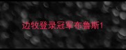 边牧登录冠军布鲁斯