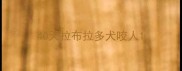 40天拉布拉多犬咬人