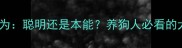狗狗藏食物的行为聪明还是本能养狗人必看的犬类行为学指南