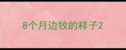 8个月边牧的样子