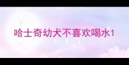 哈士奇幼犬不喜欢喝水
