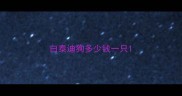 白泰迪狗多少钱一只