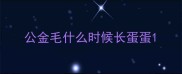 公金毛什么时候长蛋蛋
