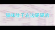猫咪肚子右边硬硬的