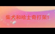 柴犬和哈士奇打架