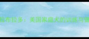克林顿的明星拉布拉多美国家庭犬的训练与健康养护全攻略