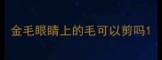 金毛眼睛上的毛可以剪吗