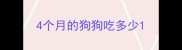 4个月的狗狗吃多少