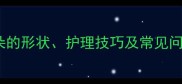 边牧耳朵全边牧耳朵的形状护理技巧及常见问题附高清对比图