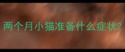 两个月小猫准备什么症状