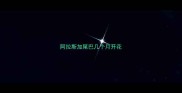阿拉斯加尾巴几个月开花