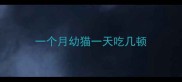 一个月幼猫一天吃几顿