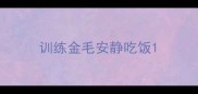 训练金毛安静吃饭