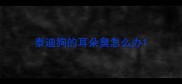 泰迪狗的耳朵臭怎么办