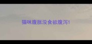 猫咪腹胀没食欲腹泻