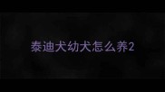 泰迪犬幼犬怎么养