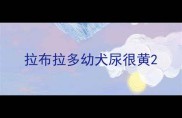 拉布拉多幼犬尿很黄