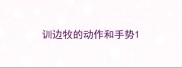 训边牧的动作和手势