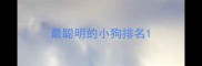 最聪明的小狗排名