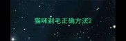 猫咪剃毛正确方法