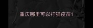 重庆哪里可以打猫疫苗