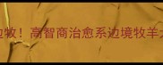 冷门宝藏边牧高智商治愈系边境牧羊犬养成指南