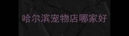 哈尔滨宠物店哪家好