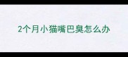 2个月小猫嘴巴臭怎么办