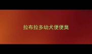 拉布拉多幼犬便便臭