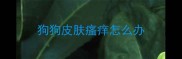 狗狗皮肤瘙痒怎么办